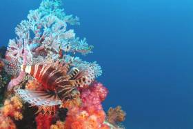 Undersea Adventures in the Seychelles